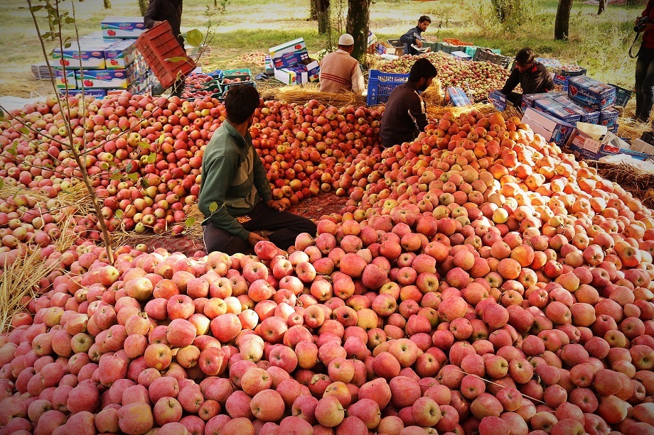 Horticulture Dept Expects Bumper Apple Crop In Kashmir This Year