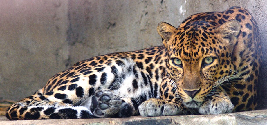 Leopard Kills Minor In Udhampur