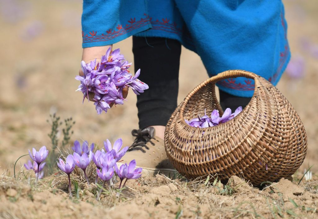 Saffron Production In Kashmir Declined By Over 67% In 14 years
