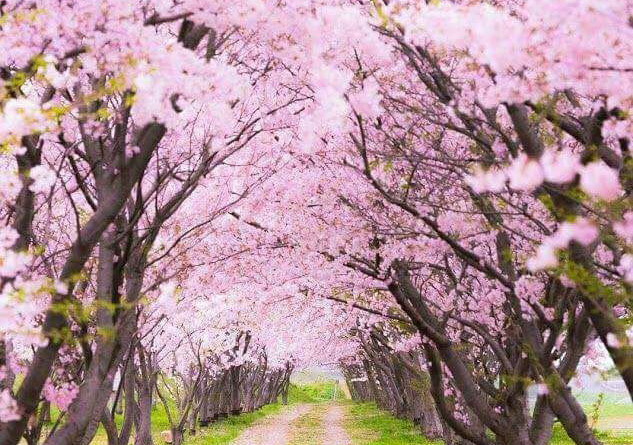 Srinagar To Get Japanese Cherry Blossom Theme Garden – Kashmir Observer