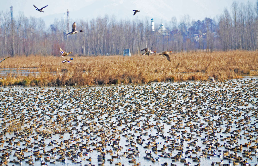 Wildlife Reserves 'Out Of Bounds' For Public In Kashmir