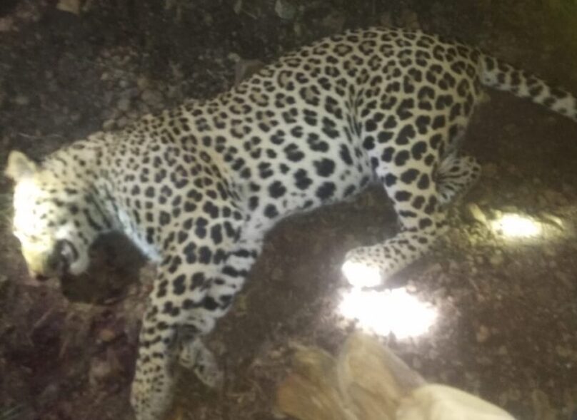 Leopard Found Dead In J&K's Rajouri 