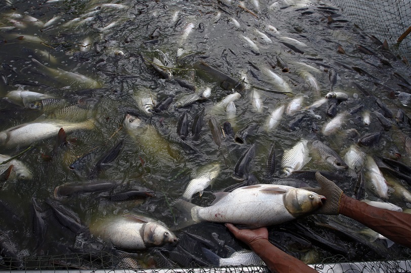 Fish Manufacturing Surges In J&Ok, Reaches 1990 Tons – Kashmir Observer