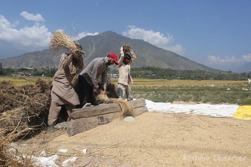 Bumper Paddy Crop In Kashmir This Year: Official