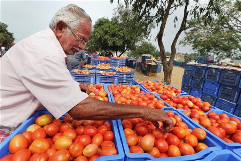 NCCF, NAFED To Sell Tomatoes At Rs 40 Per Kg From Sunday