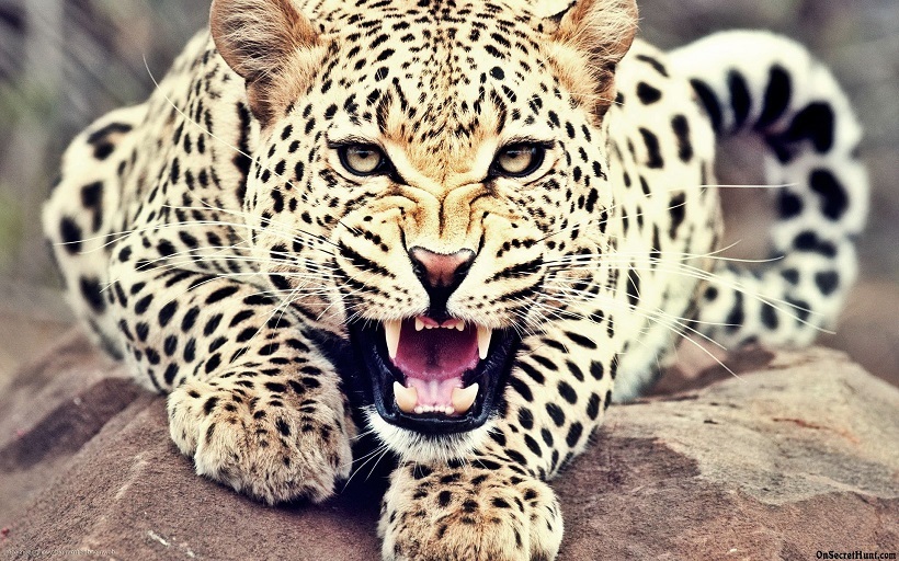 Leopard Mauls 2 Yr Old To Death in South Kashmir