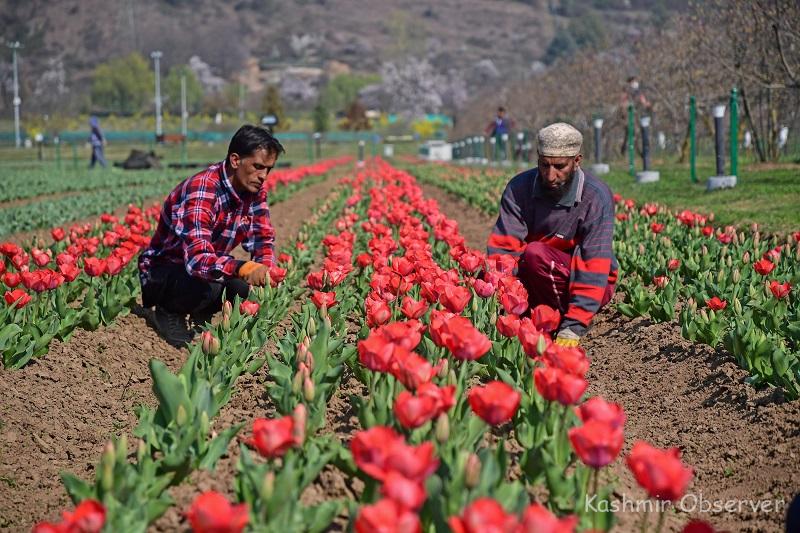 Tulip Garden To Open For Visitors On Mar 23