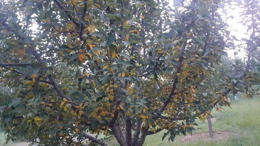 Leaf Miner & Heatwave: Kashmir Apple Growers Face Double Trouble 