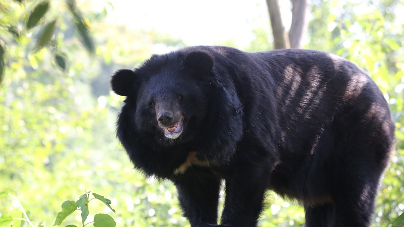 A 17-year-old boy was injured in a bear attack in Jammu and Kashmir's Rajouri district on Tuesday, officials said.