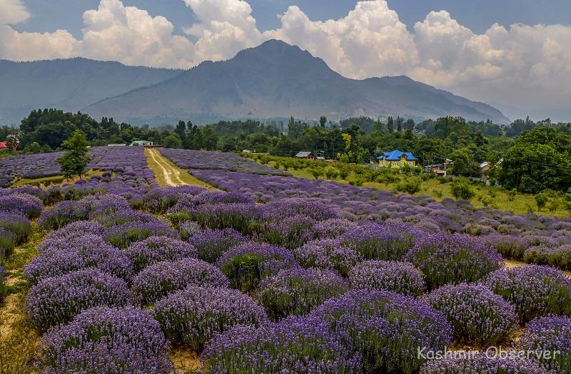 Lavender Emerges As Preferred Crop For Farmers In South Kashmir's Pulwama