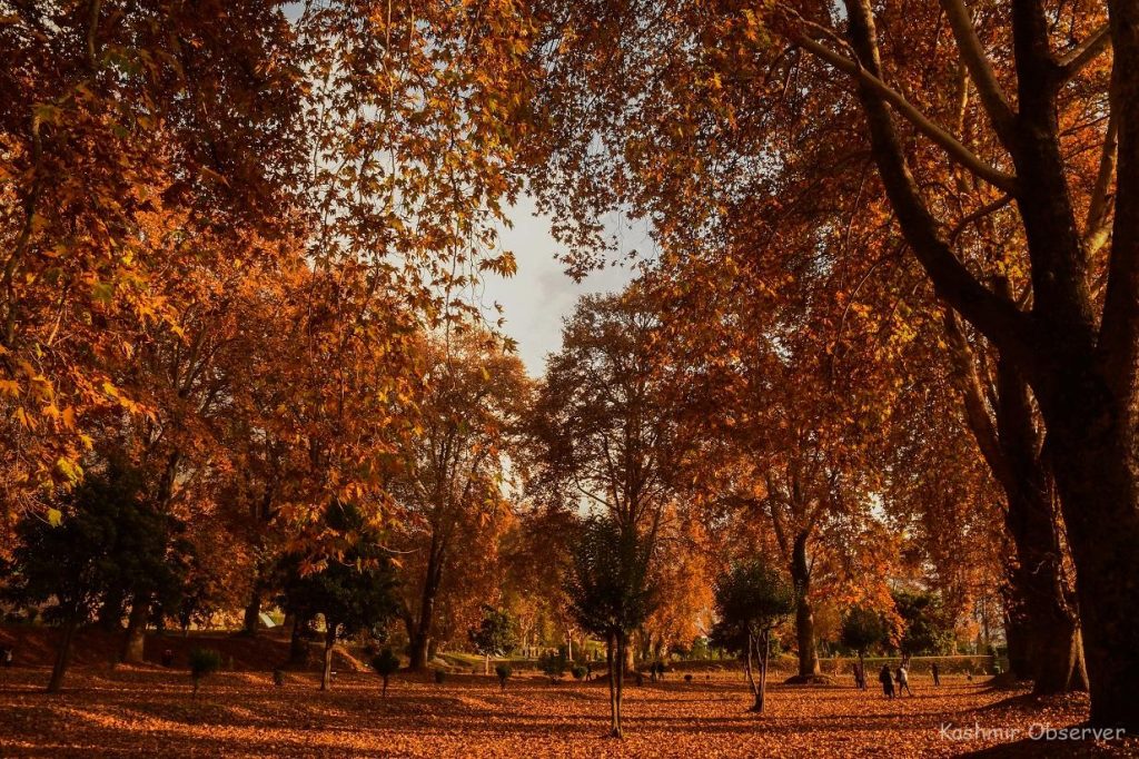 This majestic tree is an integral part of rich culture of Kashmir and has a very special place in every Kashmiri’s heart. The tree is known for its elegance and exuberance and is a very special attraction for the tourists who visit Jammu and Kashmir