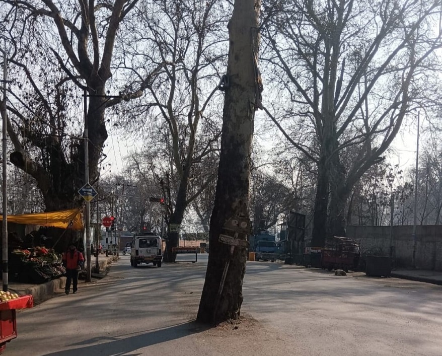 FRI Builds Database Of Chinars To Strengthen Its Conservation Programme