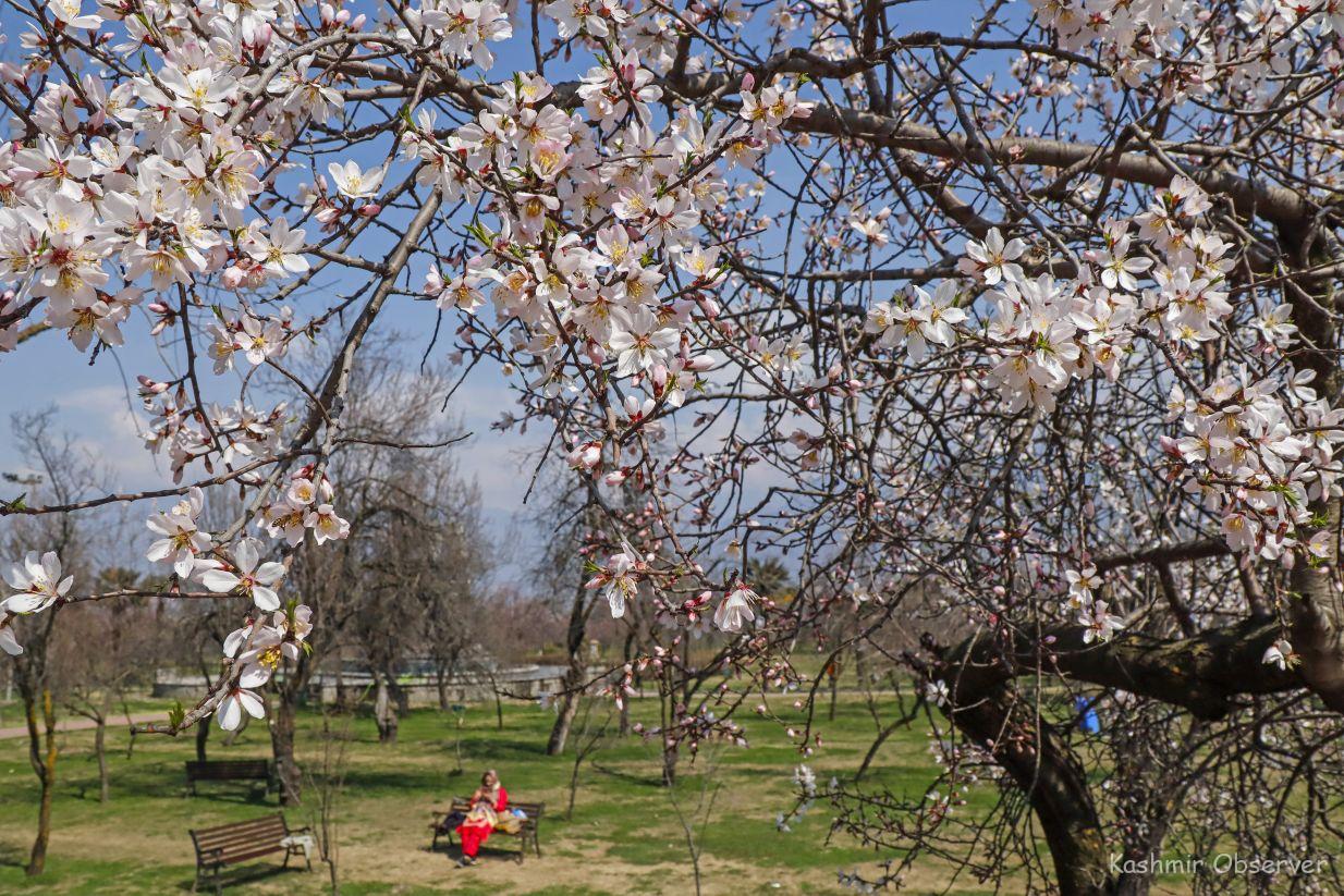 In Photos: Almond Blossom At Badam Vaer – Kashmir Observer