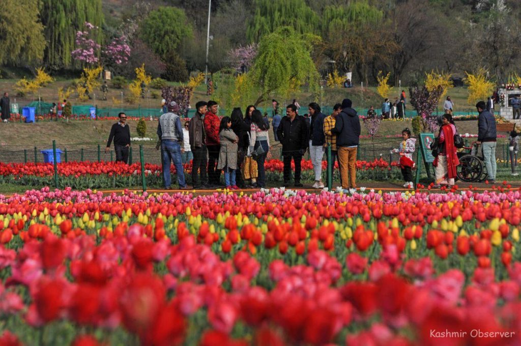 Over 4.40 Lakh People Visited Srinagar's Tulip Garden, Highest Since 2007