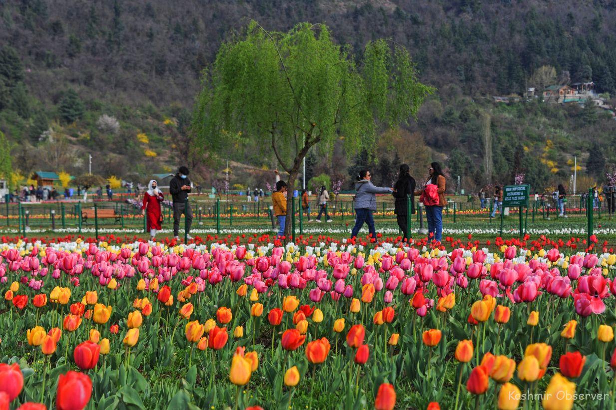 Tulip Garden Closing From Today Kashmir Observer