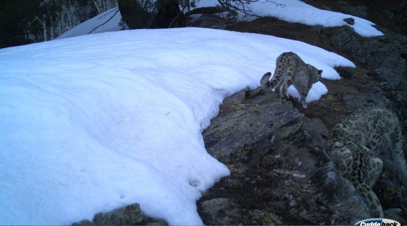 Camera Traps Spot Snow Leopards Outside Kishtwar National Park