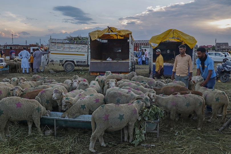 Eid-ul-Azha: Srinagar's Largest Sacrificial Animals Market Faces Slowdown