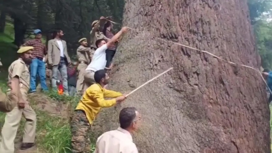 World's Largest Cedar Tree Found In Doda: Officials