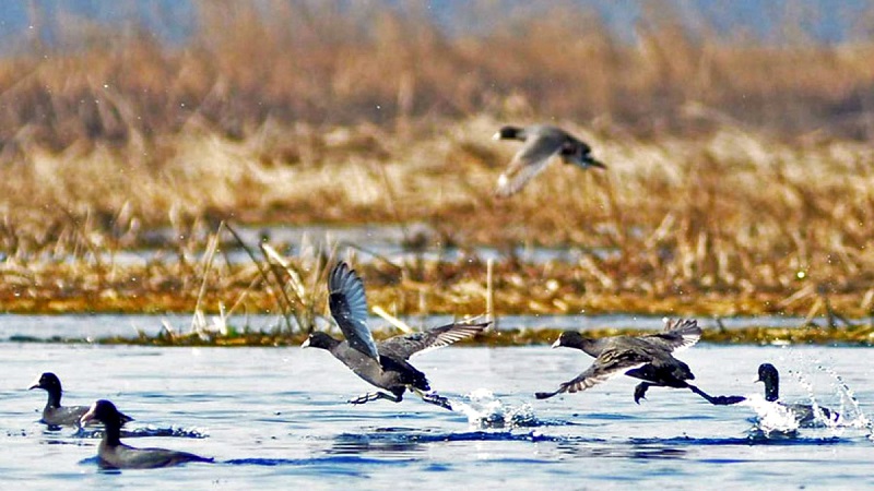 As Kashmir's Wetlands Shrink Fast Experts Suggest People Oriented Conservation     