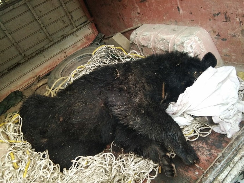 Black Bear Captured Alive In North Kashmir’s Bandipora 