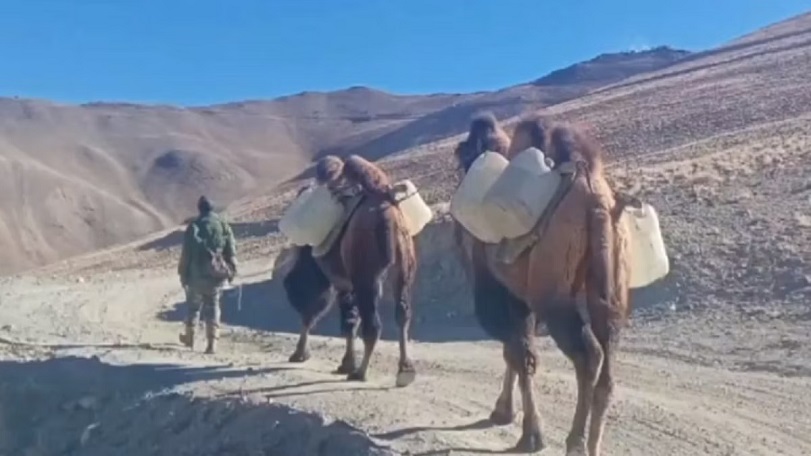 Army Deploys Double Humped Camels In Ladakh