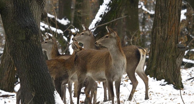 Hangul: An Update on the Stag of the Valley