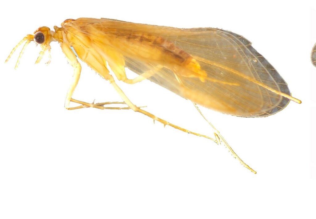 BGSBU Researchers Discover New Caddisfly Species  