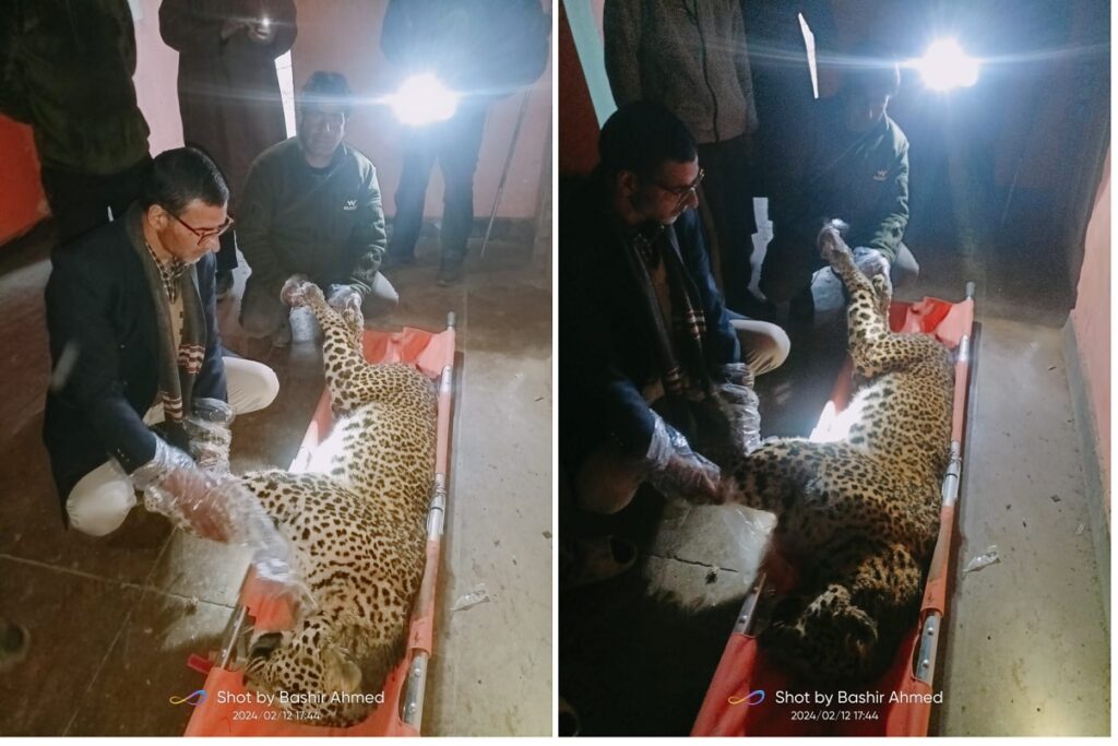 Mutilated Leopard In Budgam Sparks Concerns About Wildlife Trade, Black Magic