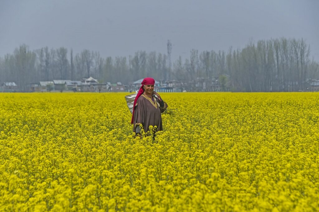 From Paddy To Mustard: J&K Targets 253% Increase in Oilseed Cultivation