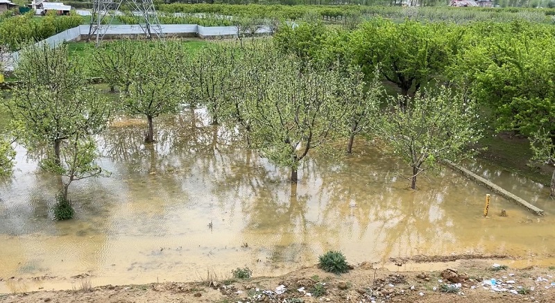 Apple Orchards, Agri Land Water Logged In Chadoora