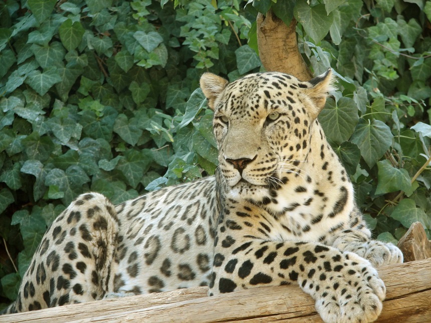 Leopard Sighting In Srinagar: Wildlife Officials Issue Advisory