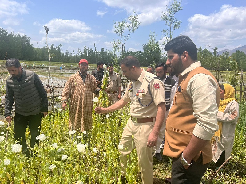 Police Destroys Poppy Cultivation In Awantipora; Registers FIR Against Illegal Cultivators