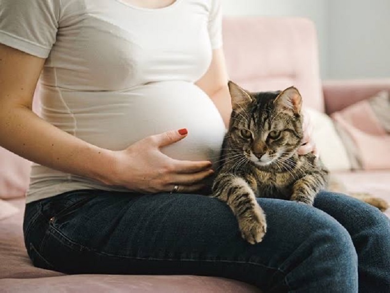 Are Cats Affecting Our Fertility?