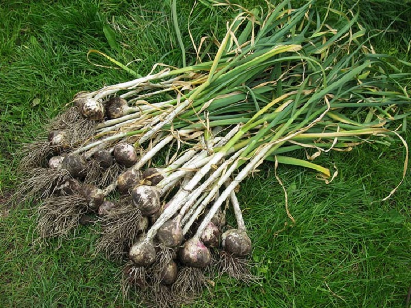 Kashmir Generates Rs 300 Cr From Bumper Garlic Harvest