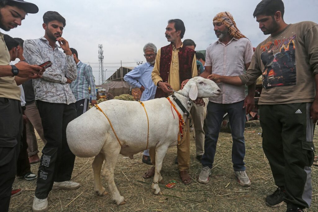 Eid Ul Azha 2024: Kajuwala To Jaisalmeri, Elite Sheep Breeds Flood Kashmir Markets