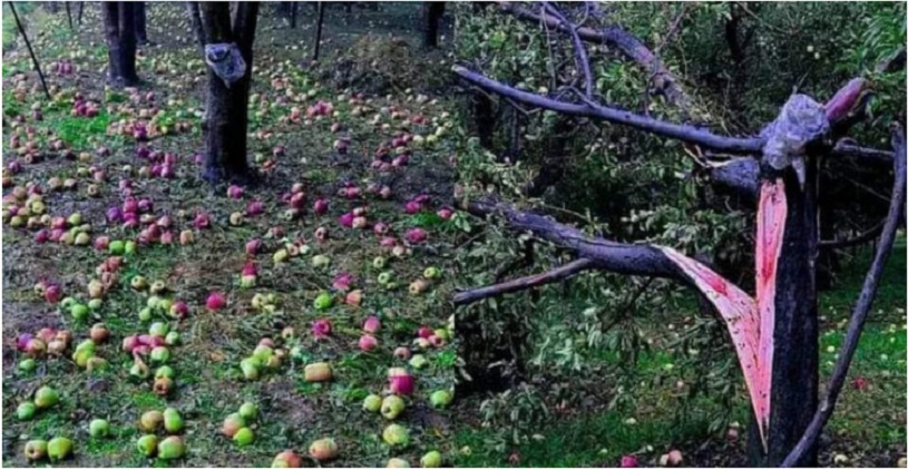 Nature's Fury: Hailstorm Wrecks Apple Crop In Kulgam, Shopian  