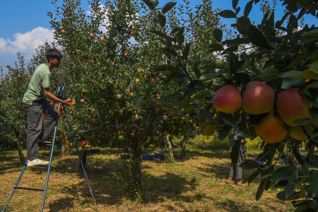 Climate Change Woes: Kashmir's Apple Production Drops 30% For Second Year