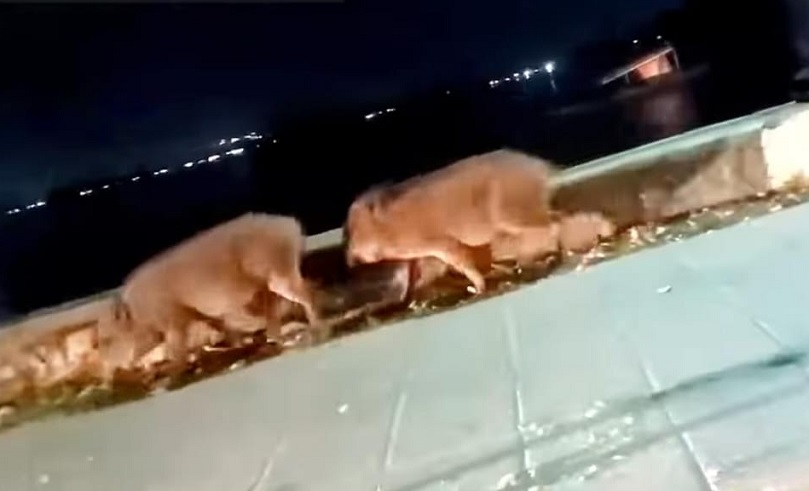 Wild Boars Roaming Around Dal Lake Triggers Concern