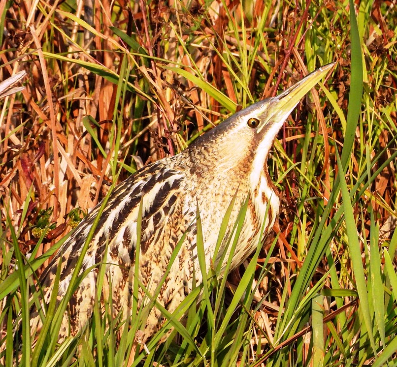 First-Ever Sighting Of Great Bittern At Wular Lake 