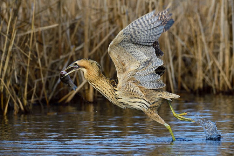 Good News For Ornithologists As First Sighting Of Great Bittern Reported From J&K