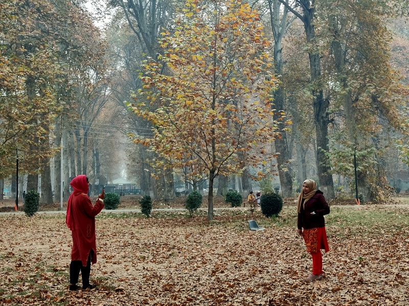 Autumn Bliss: Naseem Bagh Welcomes Visitors With Chinar Magic