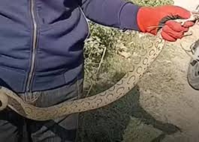 Rare Russell’s Viper Spotted In Central Kashmir's Ganderbal