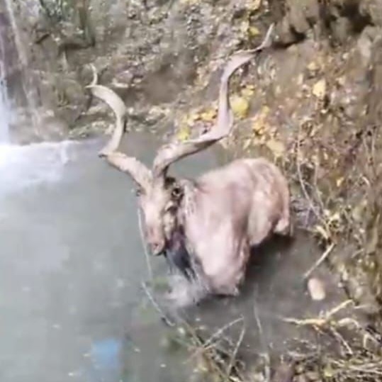 In Rare Appearance, Markhor Spotted In North Kashmir’s  Baramulla 