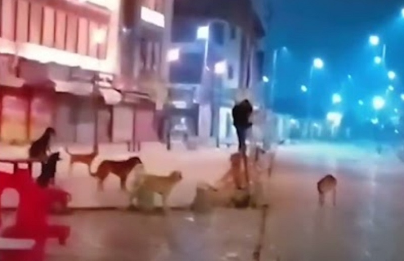 Man Climbs Car Stopper Pole To Escape Stray Dogs