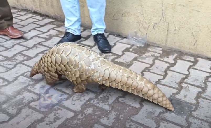 Rare Indian Pangolin Rescued Near LoC in J&K’s Rajouri