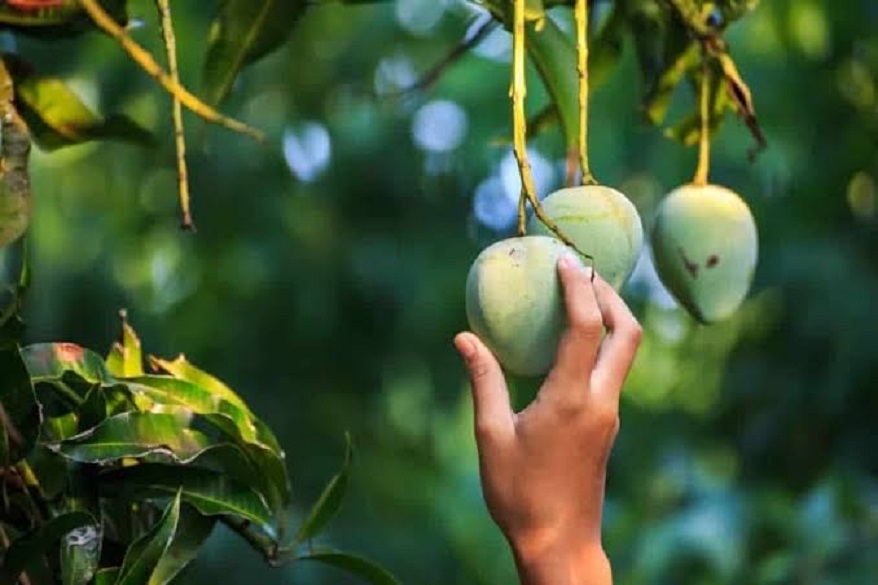 The Many Flavors of a Mango