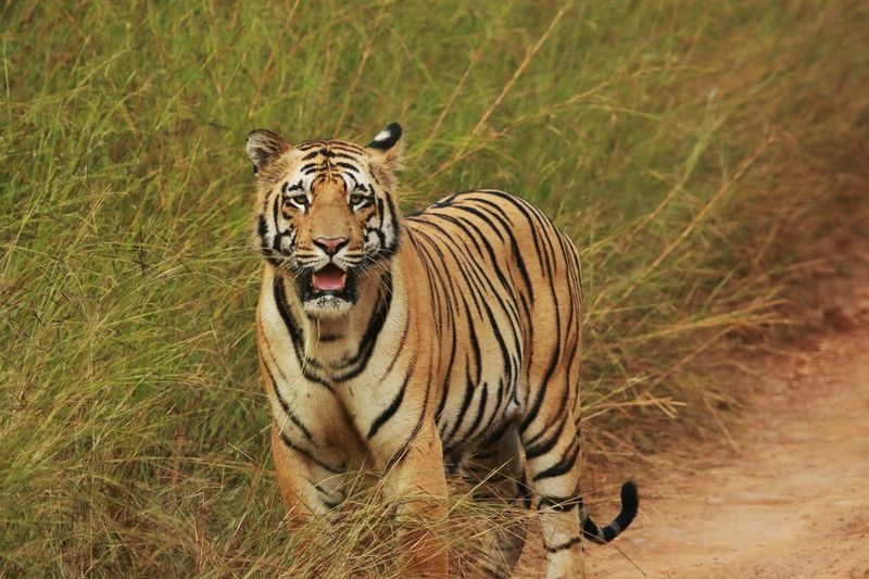  3 Tigers, Leopard Died Of Avian Flu In Nagpur Possibly After Eating Chicken: Minister