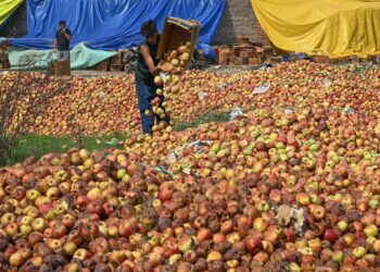 Rotting Apples Highlight Kashmir’s Urgent Need for More Cold Storage