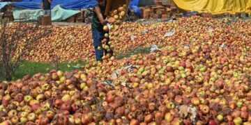 Rotting Apples Highlight Kashmir’s Urgent Need for More Cold Storage