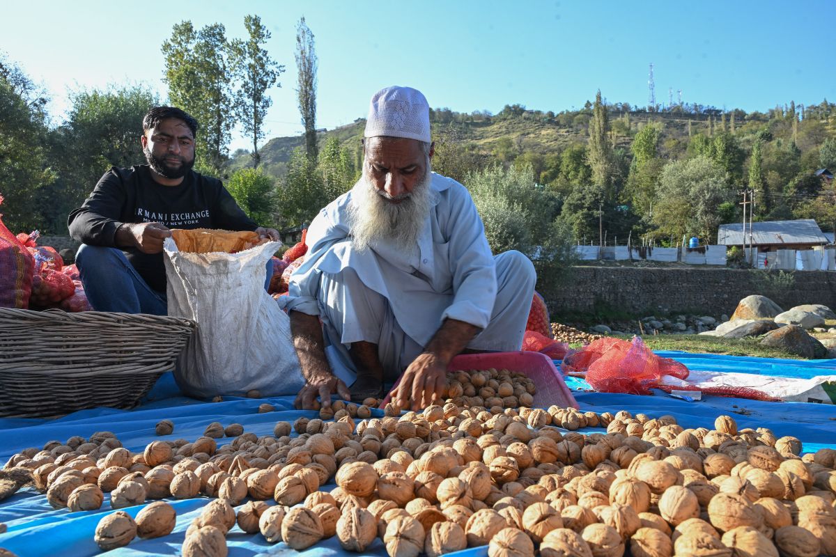 Nut Crop Focus in Budget 2026-27 Sparks Hope for J&K Walnut Trade